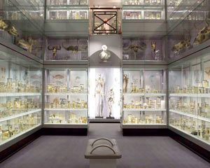 Image of The Hunterian Museum at the Royal College of Surgeons
